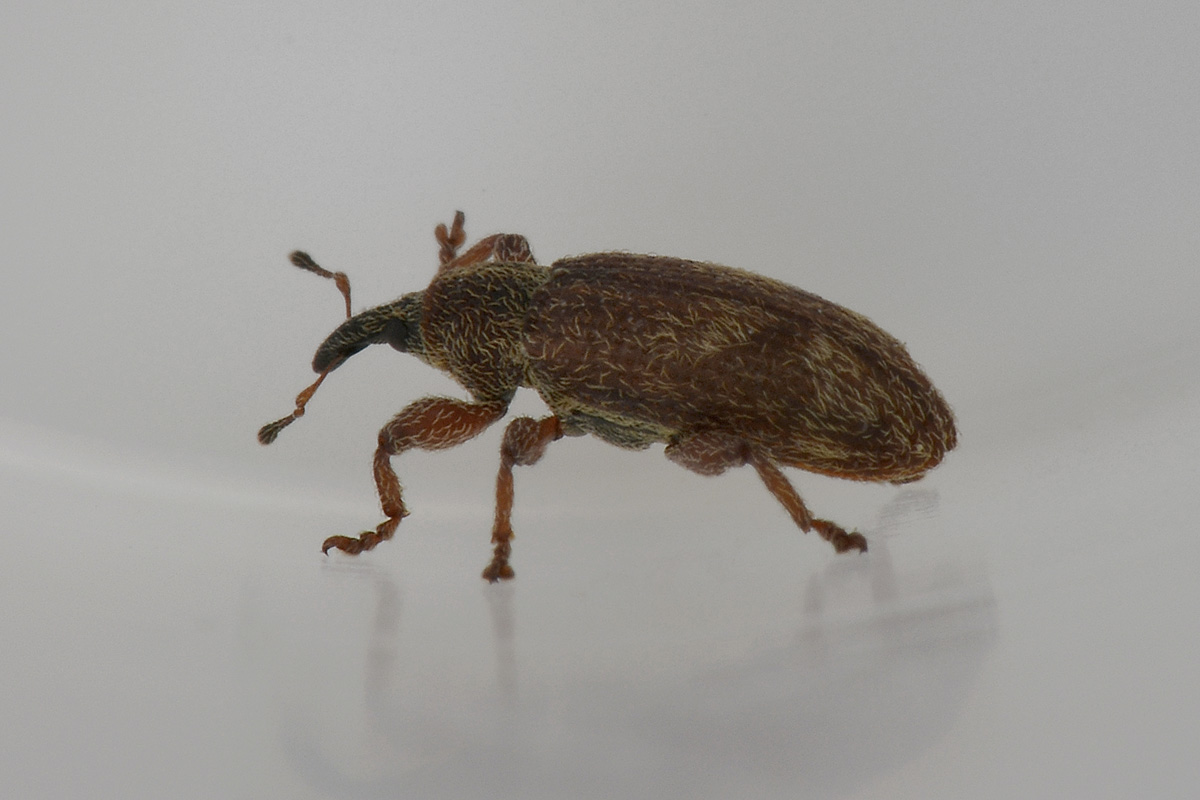 Bradybatus sp. - Bradybatus creutzeri